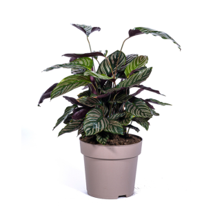 Plante en velours, Plante d'intérieur tropicale, Calathea Ornata Sanderiana Ø27cm - ↕70cm