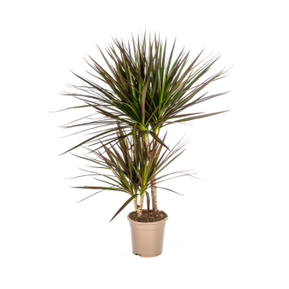 Arbre-dragon, Arbre au sang de dragon, Feuilles longues et étroites avec bord rouge, Plante d'intérieur, Dracaena Marginata Magenta Ø17cm - ↕60cm