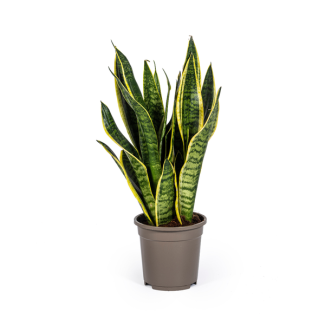 Langue de belle-mère, Plante serpent, Feuille en forme d'épée vert foncé, Plante serpent, Feuille en forme d'épée vert foncé avec des rayures, Sansevieria Trifasciata Futura Superba Ø17cm - ↕50-55cm