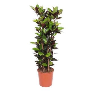 Arbre merveilleux / Codiaeum Iceton - 140 cm - Plante d'intérieur colorée et purificatrice d'air ⌀ 27 cm