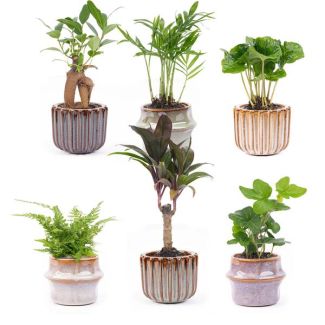 Ensemble de 6 Mini plantes Inclus pot set Barcelone Ø7cm - ↕15cm de hauteur