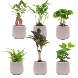 Ensemble de 6 mini-plantes dans des pots Joey gris Ø7cm - ↕15cm de hauteur