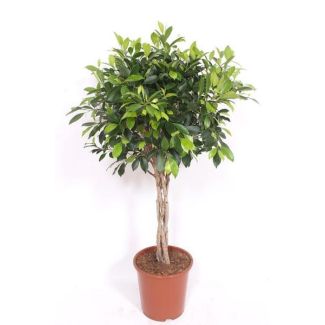 Figuier d'intérieur à tronc tressé (Ficus Nitida) - environ 100 cm de haut ⌀27 cm