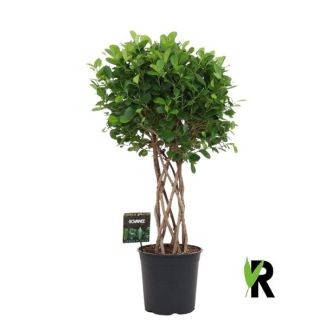 Ficus Moclame - Plante d'intérieur avec un tronc cylindrique tressé remarquable - 120 cm