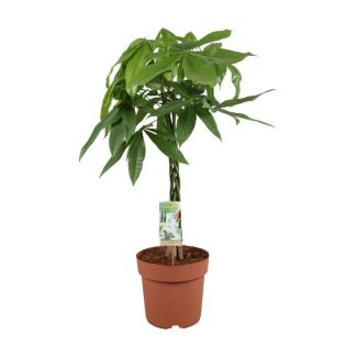 Arbre à argent