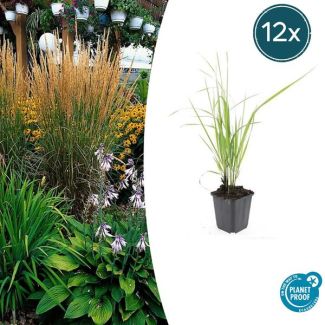 12x Roseau de Karl Foerster | Calamagrostis acutiflora ↕10-25cm