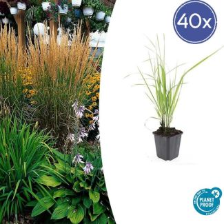 Graminées ornementales rustiques - 40 pièces de graminées vert foncé - Calamagrostis acutiflora