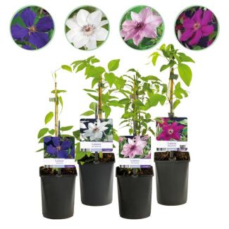 4 Pièces Clématite Rose - Blanc - Violet - Rouge