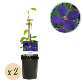 2 pièces de Clématite Violette