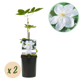 2 Pièces de Clématite Blanche