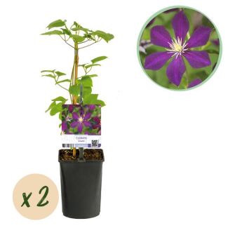 2 Pièces de Clématite Violet