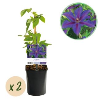 2 Pièces de Clématite Violette