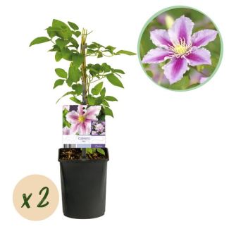 2 Pièces de Clématite Blanche avec Rose