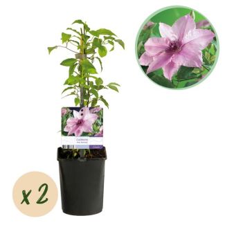 2 Pièces de Clématite rose