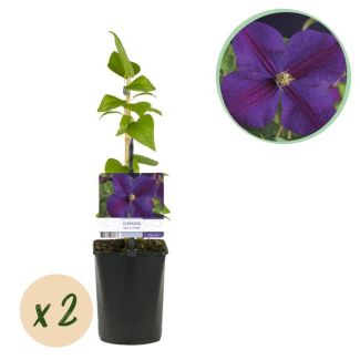 2 Pièces de Clématite Bleu Profond