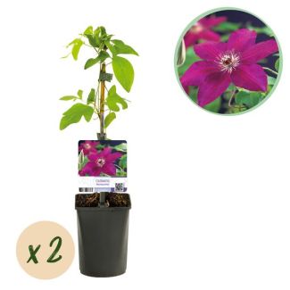 2 Pièces de Clématite rose