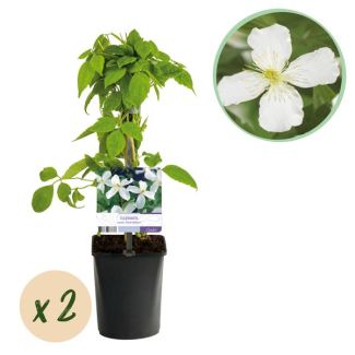 2 Pièces de Clématite Blanche