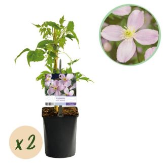 2 Pièces de Clématite Rose