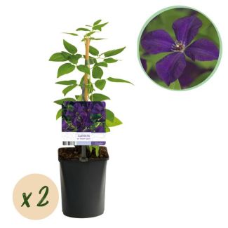 2 Pièces de Clématite Violette