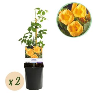 2 Pièces de Campsis