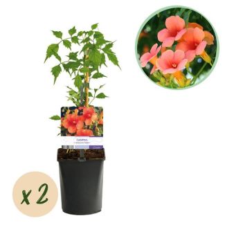 2 Pièces de Campsis Orange