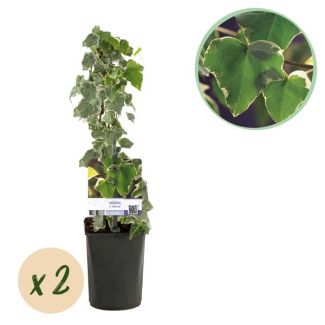 2 Pièces de Lierre Panaché