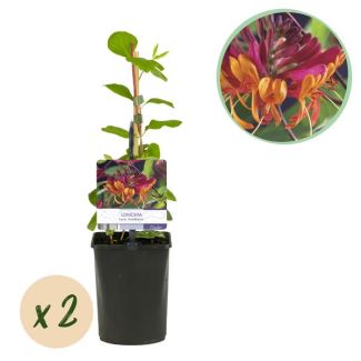 2 Pièces de Chèvrefeuille Rose - Jaune