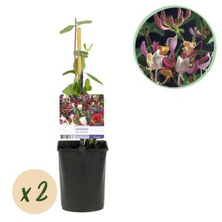 2 pièces de Chèvrefeuille Rose et Blanc