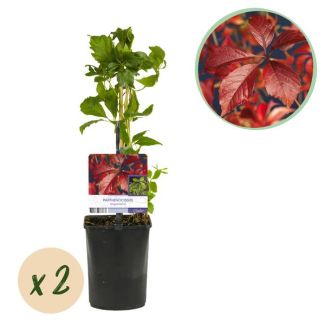 2 Pièces de Vigne Sauvage