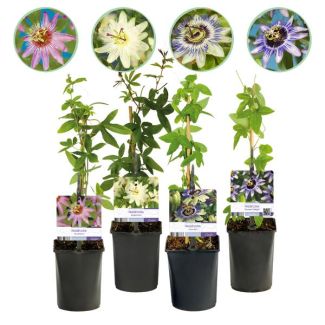 4 Pièces de Passiflore Rose-Blanc-Violet-Vert
