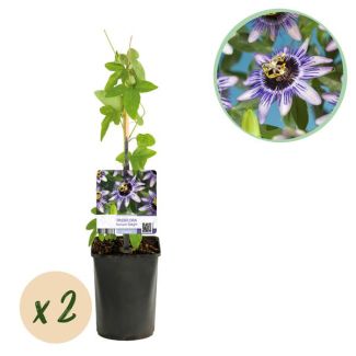 2 Pièces de Passiflore Violet-Blanc