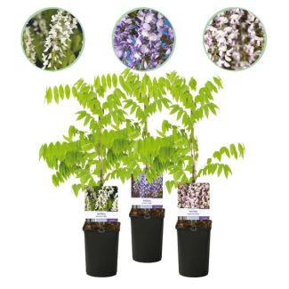 3 Pièces Glycine plusieurs couleurs Bleu - Rose - Blanc