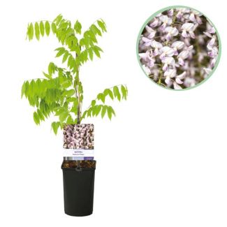 Glycine rose clair