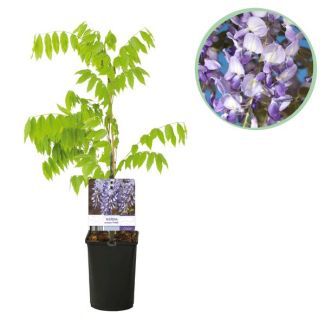 Glycine