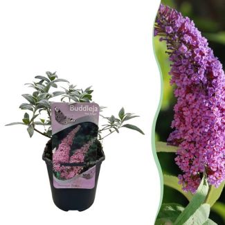 Buddleja