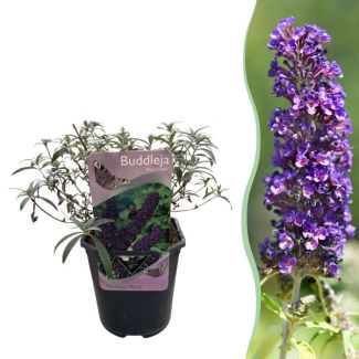 Buddleja violet