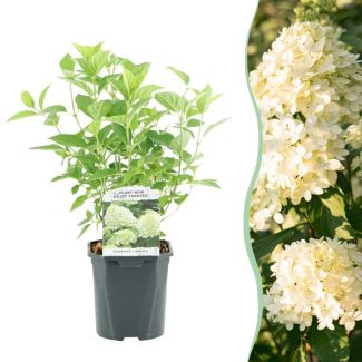 Hortensia paniculée Vert - Crème - Rose pâle
