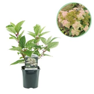 Hortensia paniculée blanche à rouge vin