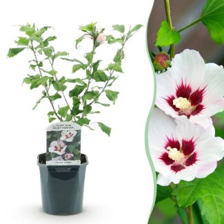 Hibiscus Blanc avec cœur rose