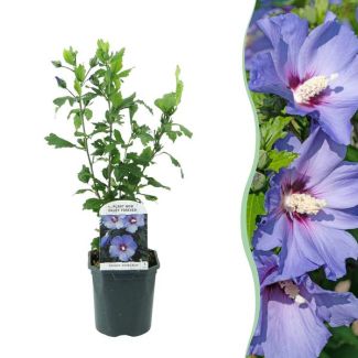 Hibiscus bleu avec cœur foncé