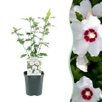 Hibiscus syriacus ‘Red Heart’