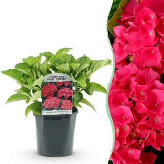 Hortensia Rose/Rouge