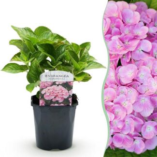 Hortensia Rose