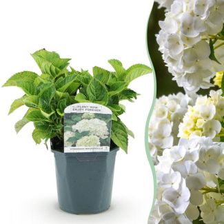 Hortensia Blanche