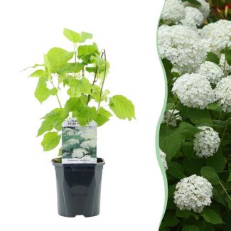 Hortensia boule blanche