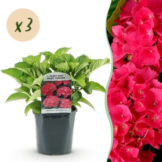 3 pièces d'Hortensia Rose/Rouge