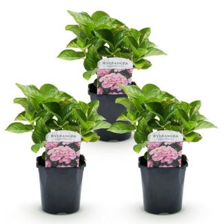3 pièces d'Hortensia Rose