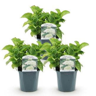 3 Pièces Hortensia Blanc
