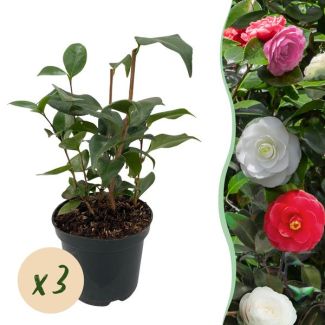 3 pièces de Camélia Japonica Tricolore
