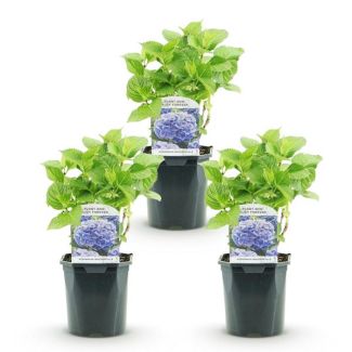 3 pièces d'Hortensia Bleu